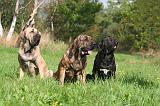 FILA BRASILEIRO 066
